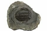 Detailed Hollardops Trilobite Fossil - Ofaten, Morocco #340238-3